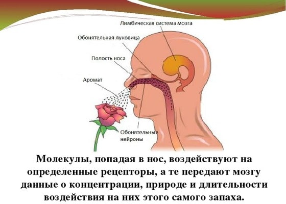 Как мозг обрабатывает ароматы Влияние запахов на человека